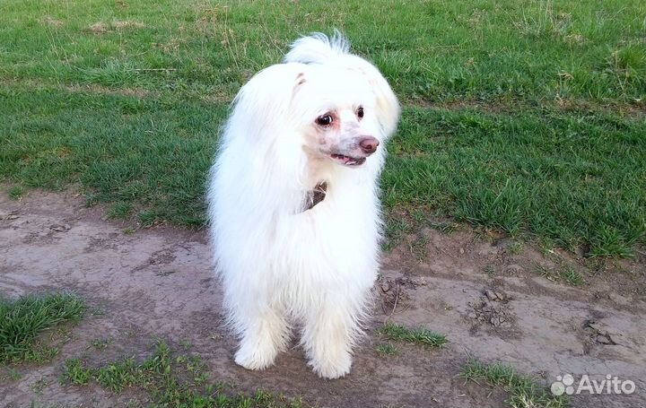 Вязка Китайская Хохлатая