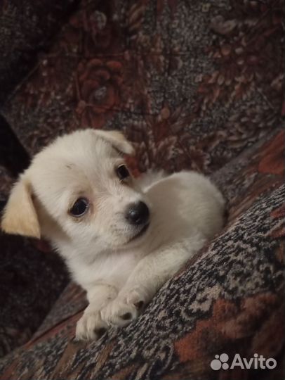 Щеночки в добрые руки