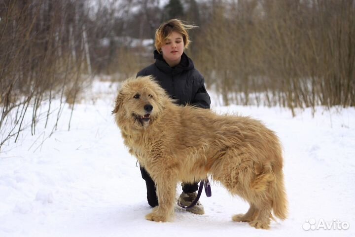 Собака в добрые руки