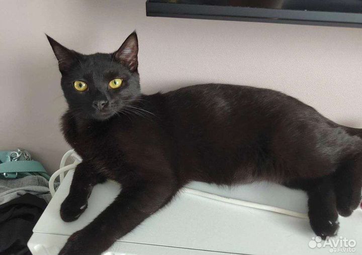 Кошка в дар бесплатно