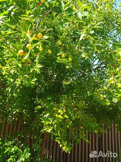 Продаю саженцы Зизифуса или Унаби