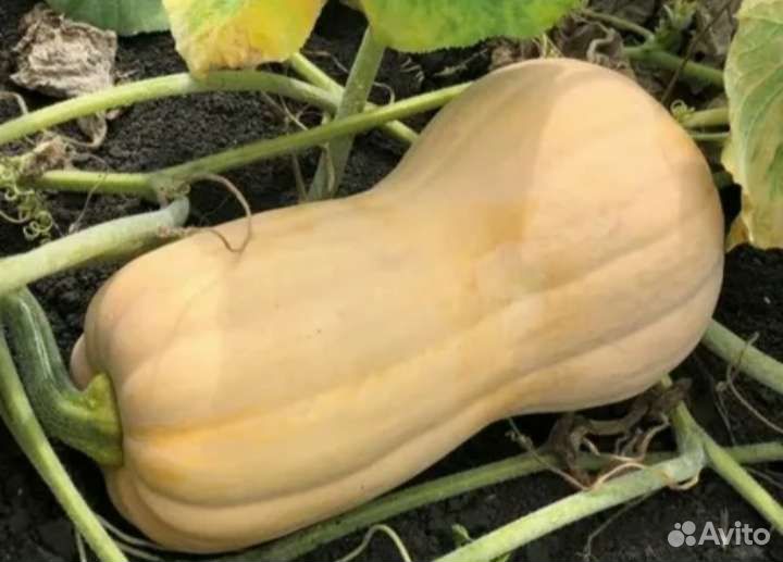 Тыква батернат