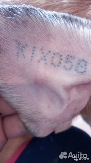 Это Клуб собаководства (клеймение и все вопросы)