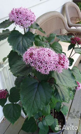 Клеродендрум Бунге растение для дома сада саженцы