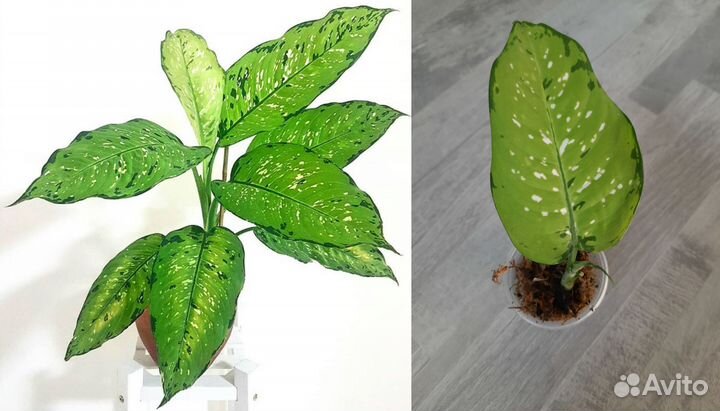 Комнатные растения