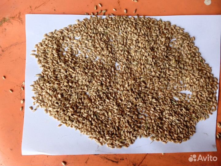 Зерно пшеница мягкая