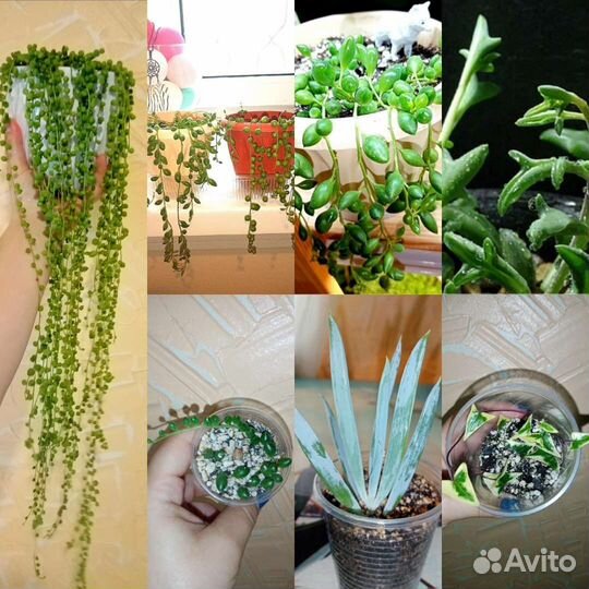 Крестовники: Роули,Геррейна,Дельфины,Гималаи и др