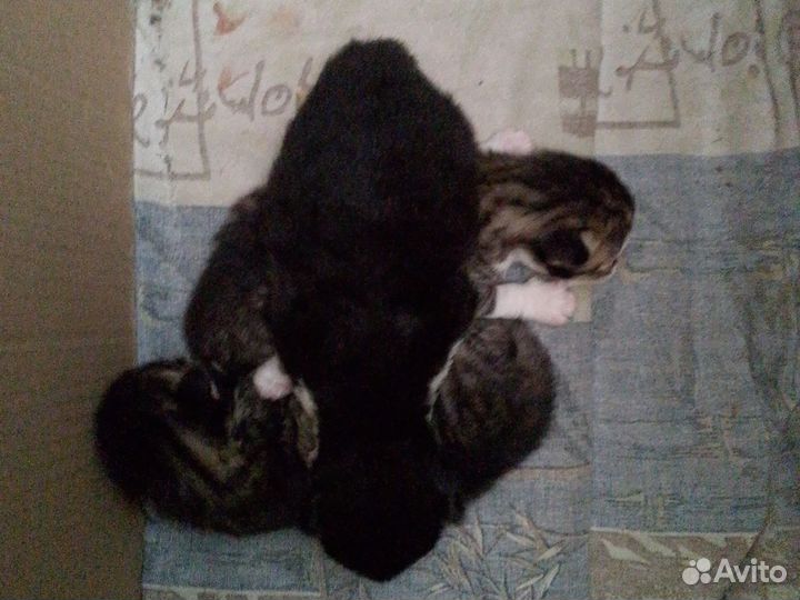 Котята