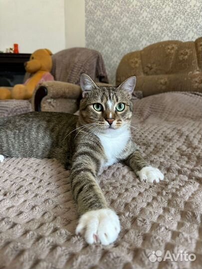 Кошка