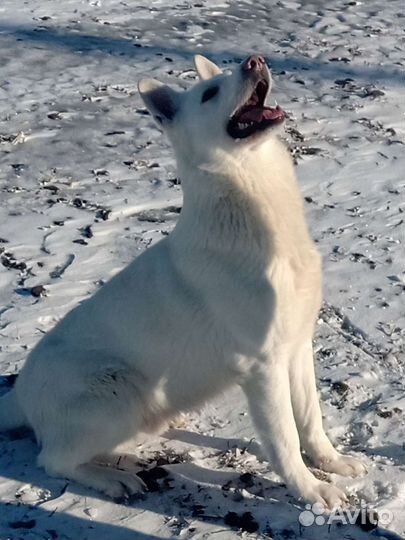 Белая Швейцарская овчарка (вязка)