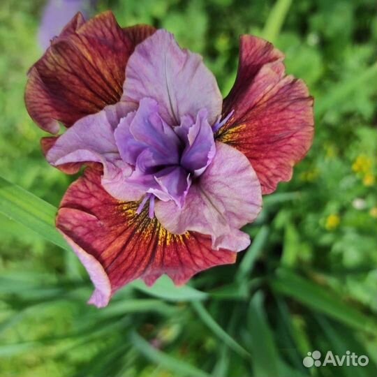 Ирис сибирский