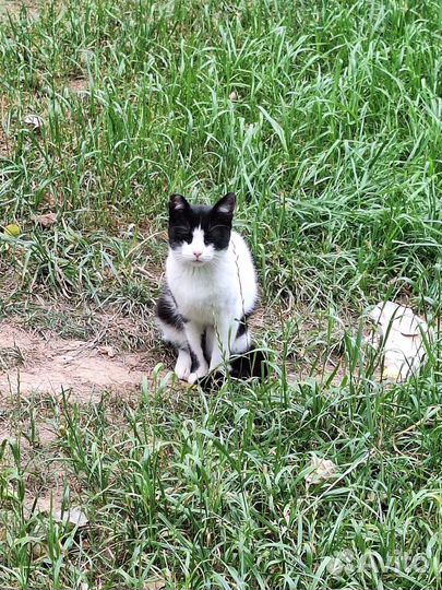 Дайте шанс маске