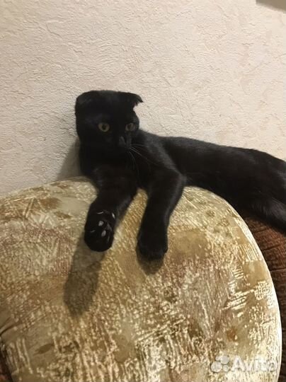 Найдена кошка