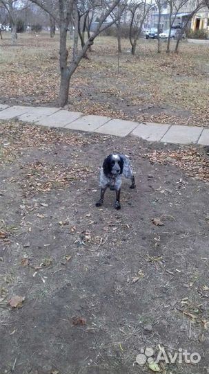 Русский спаниель вязка