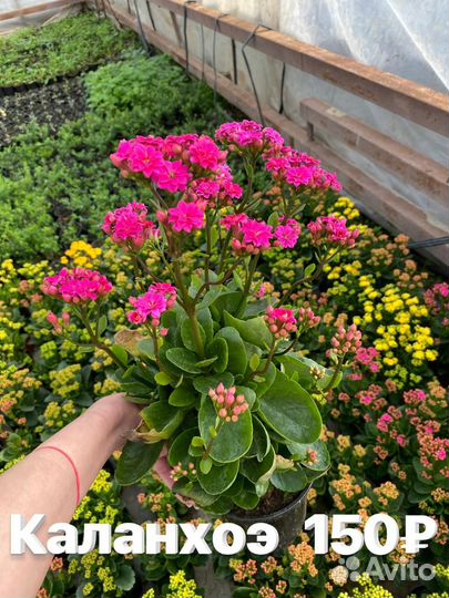 Растения цветы