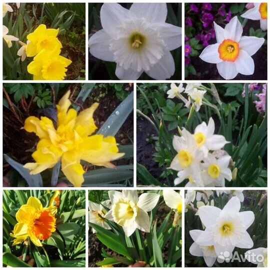 Многолетние цветы для сада