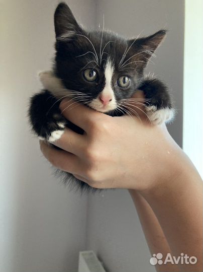 Котенок мальчик ищет дом