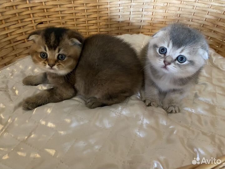 Шотландская