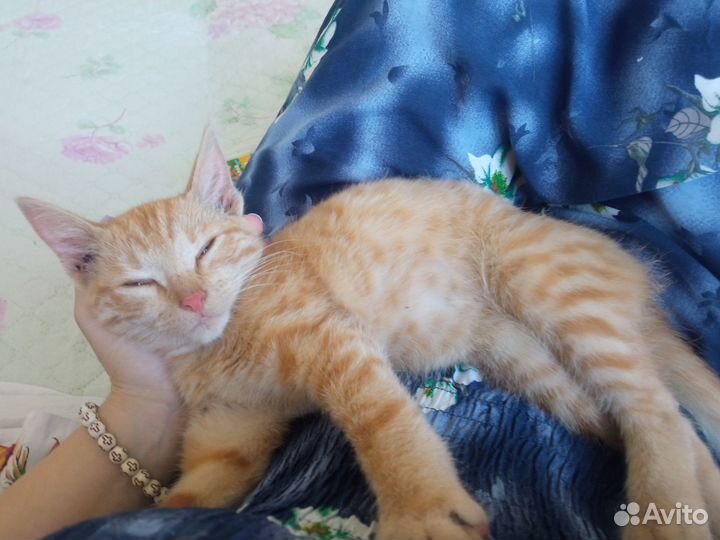 Рыжий котенок мальчик