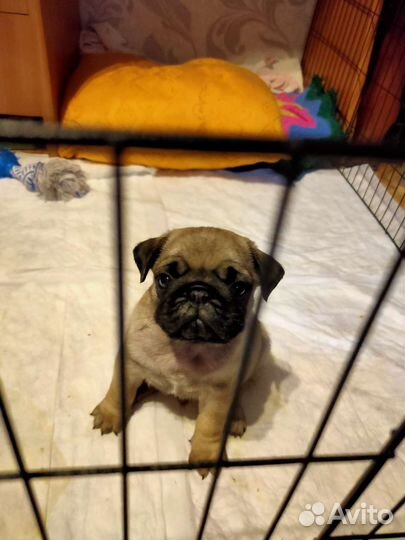 Металлический вольер для животных