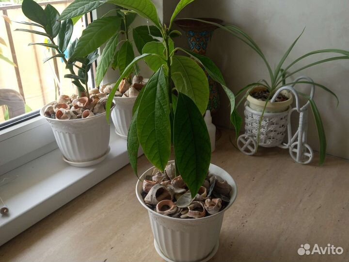 Авокадо растение