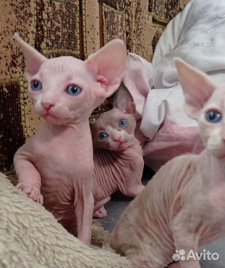 Канадский сфинкс