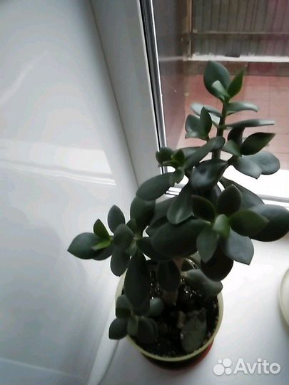 Комнатное денежное дерево