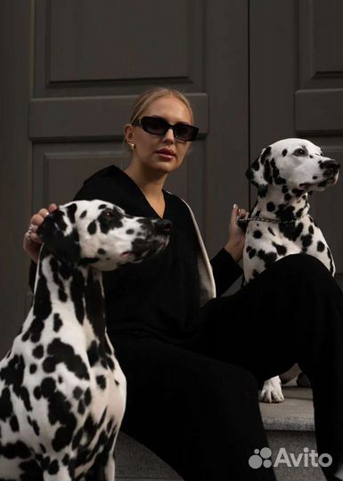 Собаки для фотосессии