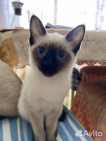 Меконгский бобтейл - котята девочки объявление продам