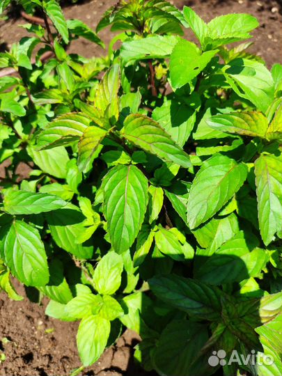 Мята Лавандовая