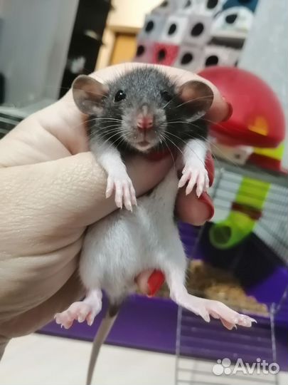 Крыса крысята дамбо