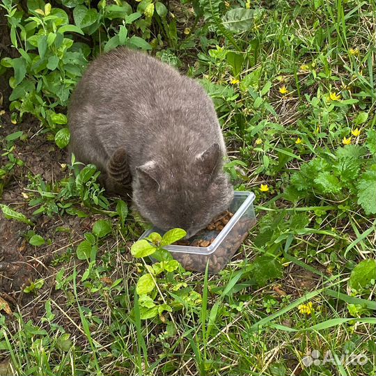 Породистому котику нужен дом