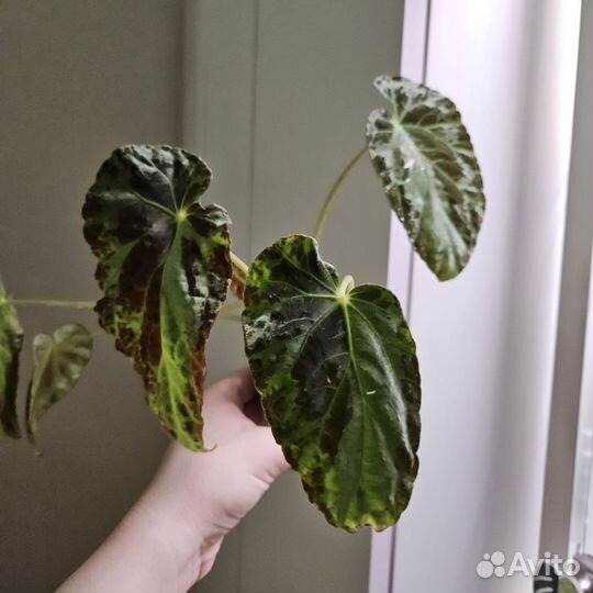 Бегония Burkilli \ Буркили