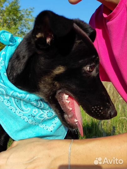 Щенок Яночка