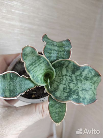 Сансевиерия Кирки Сильвер Блю и Алое Пестрое