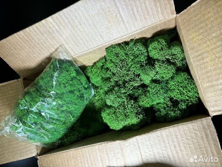 Стабилизированный мох ягель