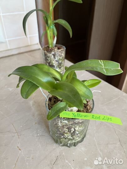 Орхидея дендробиум фаленопсис