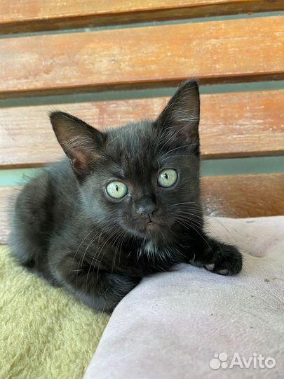 Котенок ищет дом