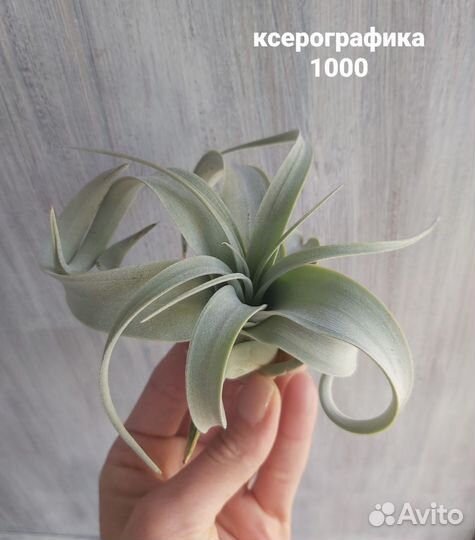 Тилландсии атмосферные