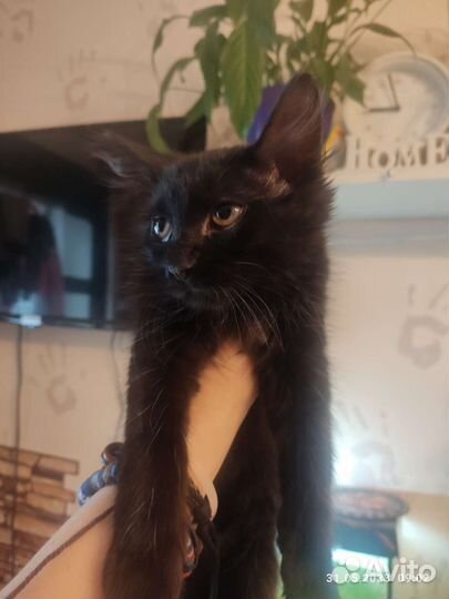 Отдам бесплатно кошку