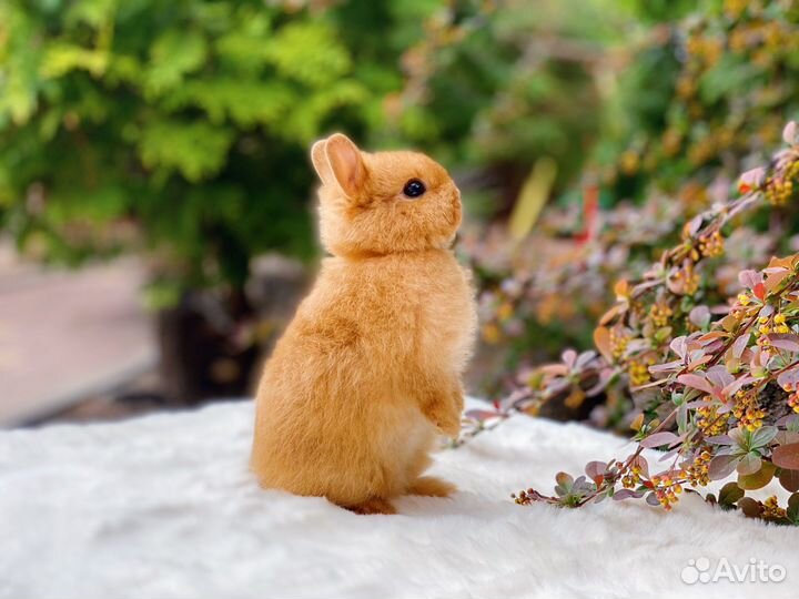 Mini Lop, NHD, цветные карлики и клетки