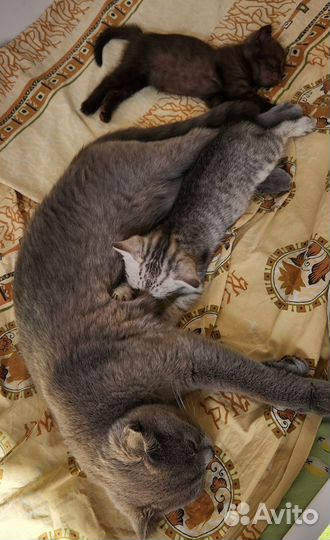 Шотландские котята