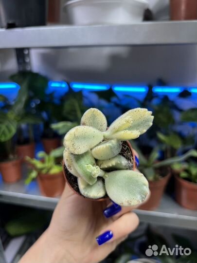 Плейоспилос Нелли,котиледон Вариегатный