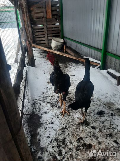 Бойцовский петух