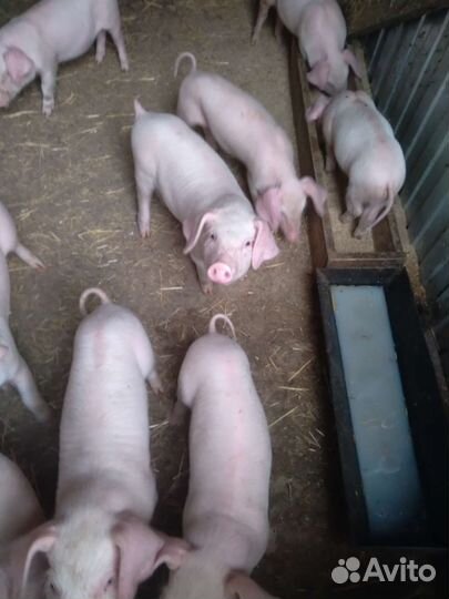Поросенок русская белая