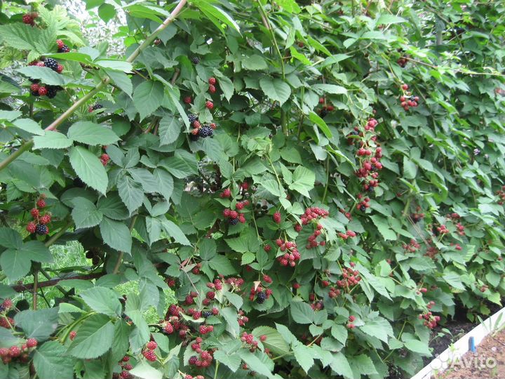 Ежевика торнфри