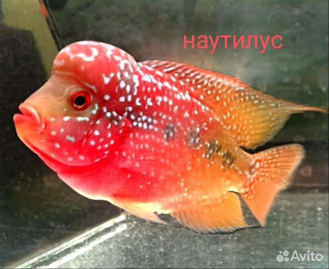 Флавер Хорн King Kamfa