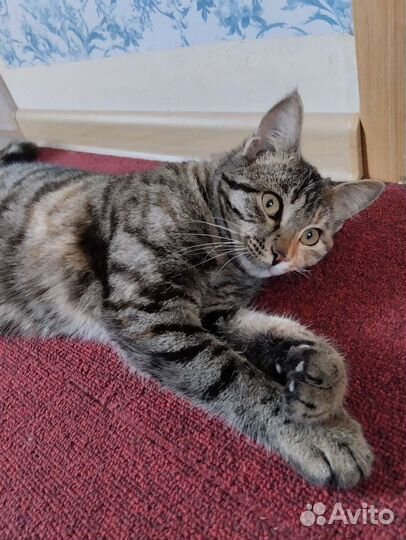 Кошечка подросток