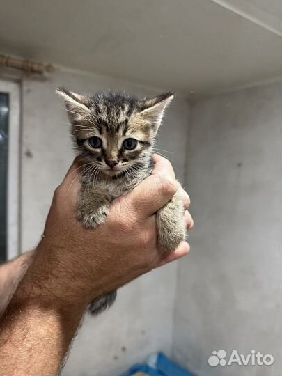 Котята в добрые руки бесплатно