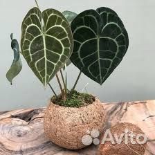 Антуриум кларинервиум